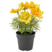 Digital Shoppy IKEA Artificial Potted Plant, Indoor/Outdoor/Cosmos Yellow, 9 cm (3 ½ ")  40506494