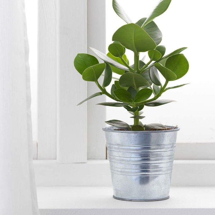 An Ikea pot perfect for housing your favorite houseplant, with a neutral color and a classic look. 90169443