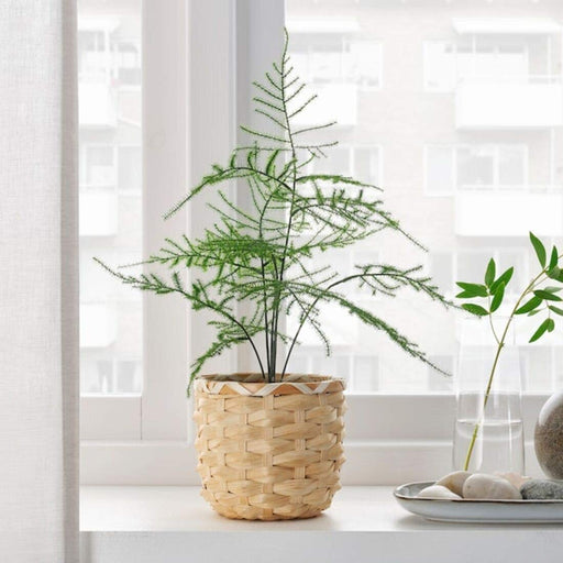 Digital Shoppy An artificial asparagus plant from IKEA, designed to look like the real thing with no need for watering or sunlight.  (3 ½ ") - digitalshoppy.in