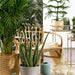 An elegant IKEA plant pot that adds a touch of nature to your home 10441908