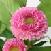 Digital Shoppy Artificial pink common daisy plant that looks just like the real thing, adding a touch of nature to your decor without the hassle. 