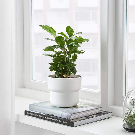 A white IKEA plant pot with a green plant inside 80454817
