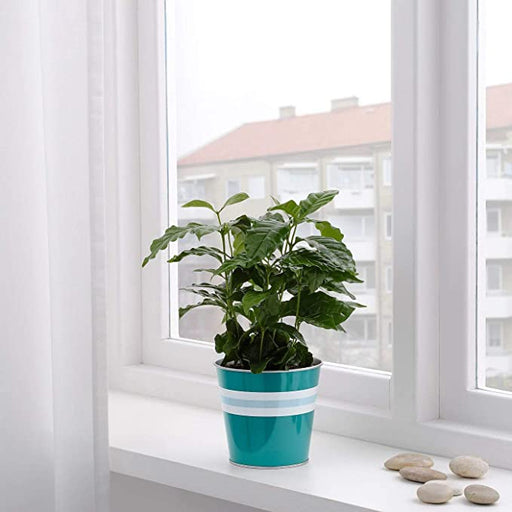 A modern IKEA plant pot with a minimalist design 70452338
