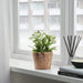 IKEA Plant Pot, Water Hyacinth, 12 cm (4 ¾ ") - digitalshoppy.in