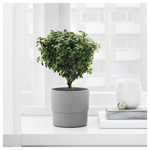 Digital Shoppy IKEA  small, grey IKEA plant pot, perfect for adding greenery to your home or garden.10395614