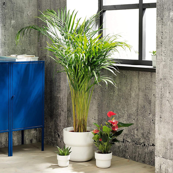 A durable IKEA plant pot that's easy to clean and maintain 80454817