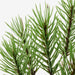 Digital Shoppy IKEA Artificial Potted Plant with Pot, in/Outdoor Pine, 8.5 cm (3 ¼ ") 50496625