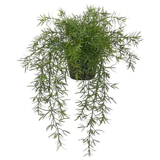 Digital Shoppy IKEA Artificial Potted Plant, Indoor/Outdoor , Asparagus/Hanging 12 cm (4 ¾ ")  50506498