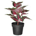 Digital Shoppy IKEA Artificial Potted Plant, Indoor/Outdoor Painted Nettle, 9 cm (3 ½ ")potted plant,indoor,outdoor,online,price-20522980                     