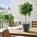 An Ikea pot perfect for housing your favorite houseplant, with a green color and a classic look. 30523516