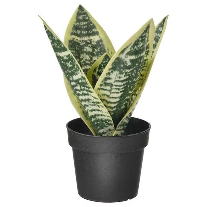 Digital Shoppy IKEA Artificial potted plant, in/outdoor Mother-in-law's tongue, 9 cm      plant-green-thumb-online-low-price-digital-shoppy-20522975 