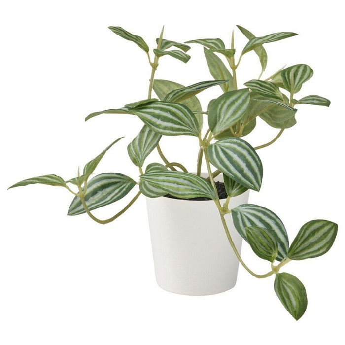 Digital Shoppy IKEA Artificial potted plant with pot, in/outdoor Peperomia, 6 cm (2 ¼ ") decoration-green thumb-plant-online-low-price-digital-shoppy-40523064 