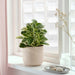 A versatile and durable plant pot, designed to complement a range of interior styles and decor. 50475798