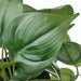 Digital Shoppy IKEA Discover the beauty of the Golden Pothos plant without the upkeep with IKEA's collection of lifelike artificial potted options., 60522822