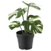 Digital Shoppy Bring a touch of the tropics to your space with IKEA's artificial potted Monstera plant, perfect for indoor or outdoor use. (3 ½ ") 