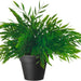 Digital Shoppy Realistic artificial Clusia plant with detailed green leaves and a 12 cm plastic pot, suitable for indoor or outdoor use from IKEA. 30191994