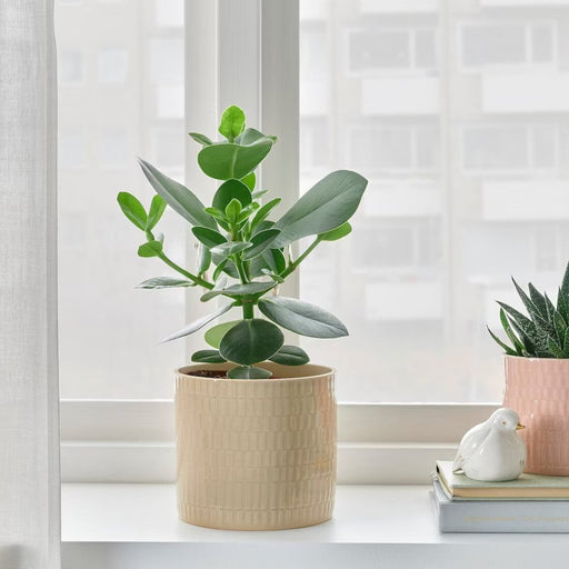 MUSKOTBLOMMA Plant pot with saucer, indoor/outdoor terracotta, 4 ¾ - IKEA