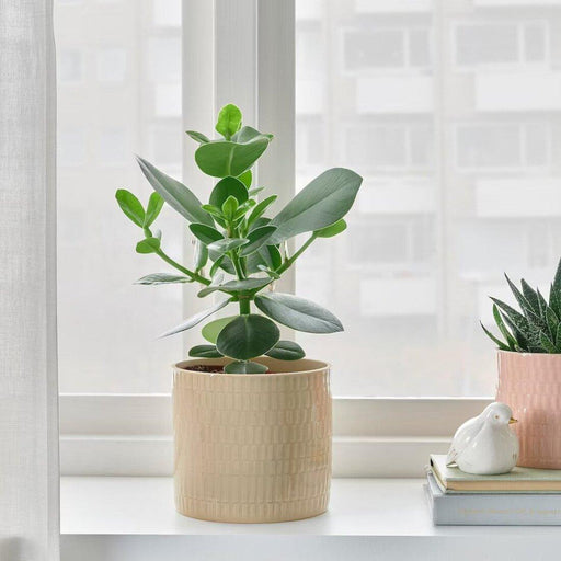 chiafron plant pot ikea IKEA CHIAFRÖN Plant Pots-Discover the Best Plant Pots for Your Indoor Garden
