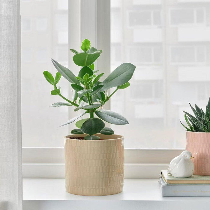 chiafron plant pot ikea IKEA CHIAFRÖN Plant Pots-Discover the Best Plant Pots for Your Indoor Garden