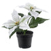 Digital Shoppy Realistic artificial potted white poinsettia plant from IKEA, perfect for indoor or outdoor use during the holiday season.50496630