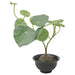 Digital Shoppy IKEA Artificial potted plant with pot, in/outdoor Stephania9 cm , Natural Looking Artificial Plants And Trees Indoor For Home ,  An artificial Stephania potted plant with a pot, measuring 9 cm, perfect for both indoor and outdoor use, from IKEA. 80506492