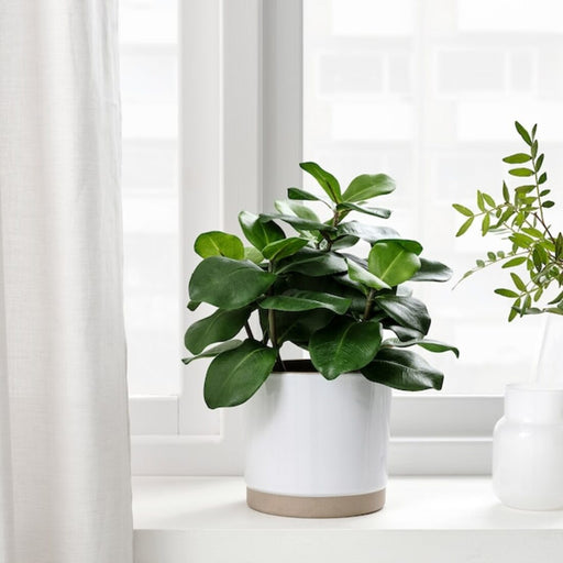 Digital Shoppy ikea Realistic artificial Clusia potted plant with intricate green leaves and a 12 cm pot from IKEA, perfect for adding a touch of greenery to any space.  80493343