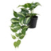 Digital Shoppy IKEA Artificial potted plant, in/outdoor Golden Pothos12 cm ,ONLINE, PRICE, DECORATIVE PLANTS, (4 ¾ ")  60496601