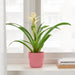 Digital Shoppy IKEA Elevate your plant game with the functional and stylish IKEA 9 cm pink plant pot, ideal for indoor and outdoor use  90535998