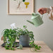 IKEA Watering Can in use, The stylish and practical light green watering can from IKEA with a 1L capacity for easy plant watering.